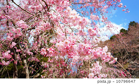 シダレザクラ 桜名所百選の泉自然公園 の写真素材