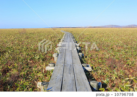 メグマ湿原 10796708