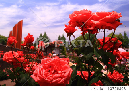 バラの花(ドゥフトボルケ) バラの花(ドゥフトボルケ) 10796808