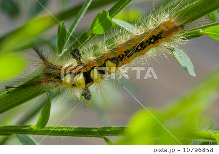 ヒメシロモンドクガの幼虫 10796858