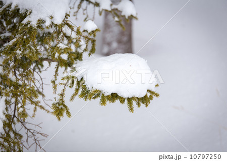 Christmas evergreen spruce tree with fresh snow Christmas evergreen spruce tree with fresh snow 10797250