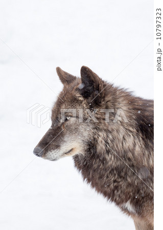 face of big brown wolf face of big brown wolf 10797323