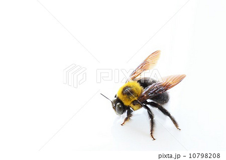 クマ蜂　白背景 10798208