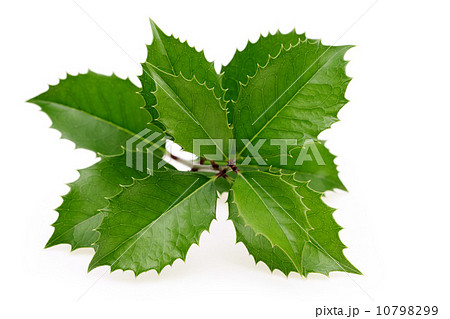 ヒイラギモクセイ 10798299