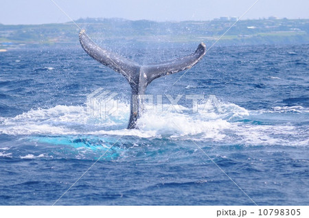 ザトウクジラ 10798305