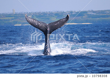 ザトウクジラ ザトウクジラ 10798308