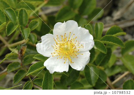 テリハノイバラ 10798532