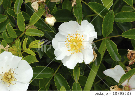 テリハノイバラ テリハノイバラ 10798533