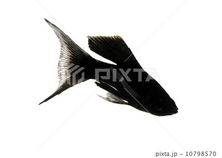 ブラックモーリー 10798570