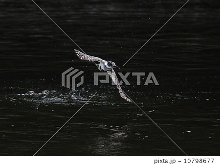 ヤマセミ 10798677