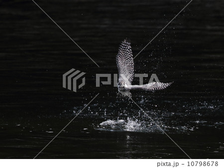 ヤマセミ 10798678