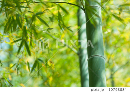 竹林の竹 10798884