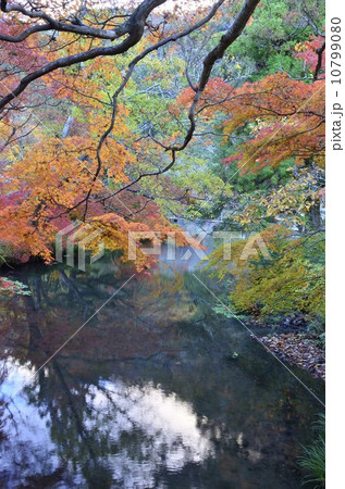 金鱗湖 大分県 金鱗湖 大分県 10799080