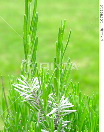 ラベンダー 10799116