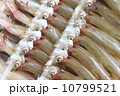 シシャモ 10799521