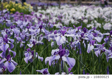 花菖蒲　長井系　紬娘　（ツムギムスメ） 10800025