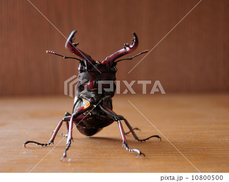 ノコギリクワガタ　（正面） 10800500