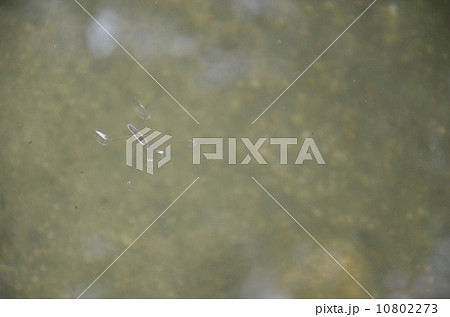 アメンボ アメンボ 10802273