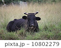 西表島の放牧黒毛和牛 10802279