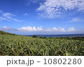西表島のパイン畑と海と空 10802280
