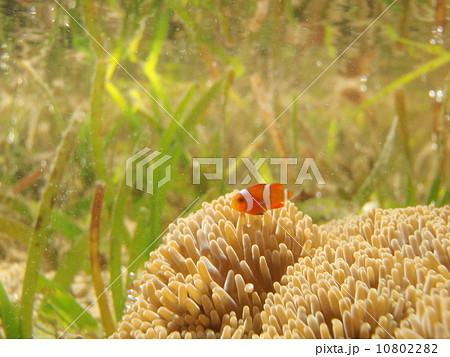 カクレクマノミの旅 10802282