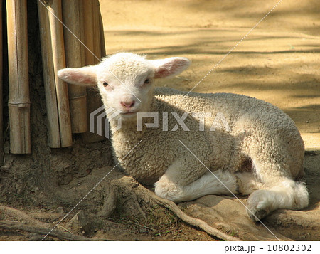 ひつじ 10802302
