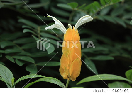 自然　植物　ウコンサンゴバナ、花は白い部分です 10802466