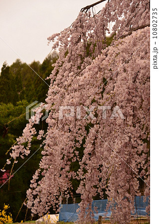 降り注ぐ桜の花滝 降り注ぐ桜の花滝 10802735