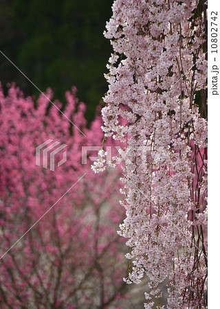 一束の桜 一束の桜 10802742