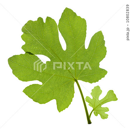 Fig leaf Fig leaf 10802839