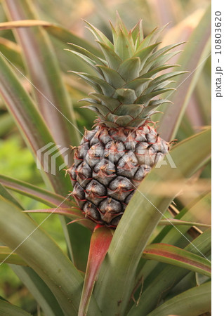 自然　植物　石垣島のﾊﾟｲﾅｯﾌﾟﾙ2 10803620