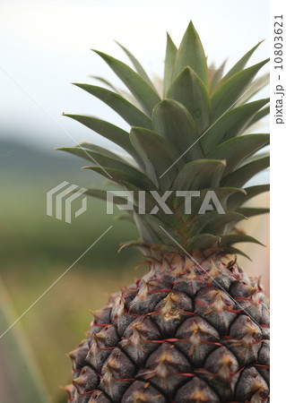 自然　植物　石垣島のﾊﾟｲﾅｯﾌﾟﾙ3 10803621