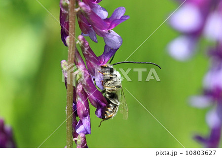 ムラサキケマンでお食事中のシロスジヒゲナガハナバチ♂ 10803627