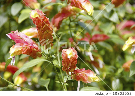 ベロペロネ 10803652