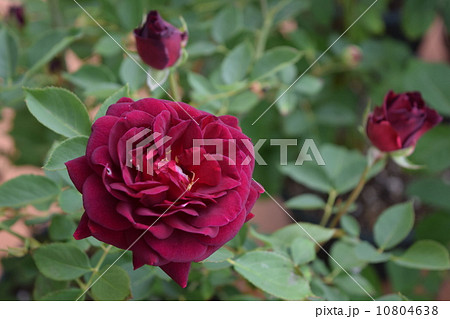 バラ　真夜 10804638