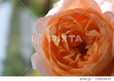 バラ　レディエマハミルトン 10804644