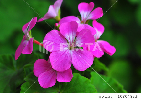 ゼラニウム・アメリカーナ ゼラニウム・アメリカーナ 10804853