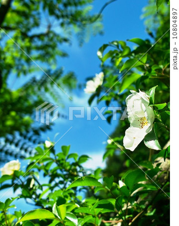 青空に映えるナニワイバラの白い花 青空に映えるナニワイバラの白い花 10804897