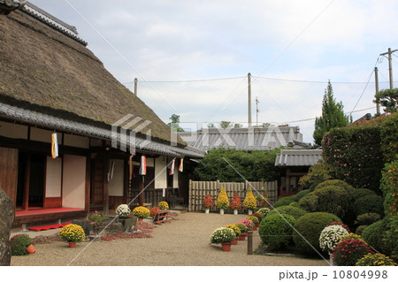 奈良県五條市金剛寺のボタン祭り 10804998