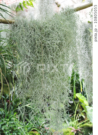 エアープランツの一種 10805055