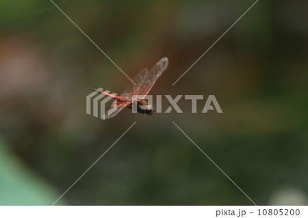 生き物　昆虫　ヒメハネビロトンボの飛翔① 10805200