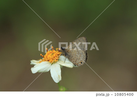 生き物　昆虫　ヒメウラナミシジミ、暗い色の地味で小さいシジミチョウです 10805400