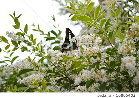 シルバープリペットと青すじアゲハ シルバープリペットと青すじアゲハ 10805402