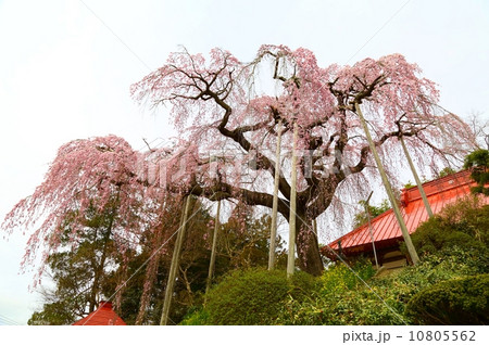 大聖寺のベニシダレ 10805562
