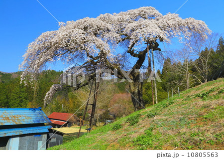 外大野のシダレザクラ 10805563