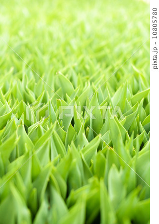 Green grass background 10805780