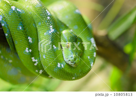 Green snake Green snake 10805813