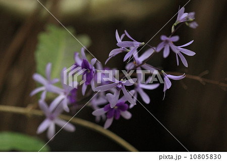 自然 植物 サンドペーパーバイン 名前はさておききれいな花ですの写真素材