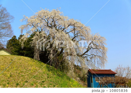 蛇盛塚のしだれ桜 蛇盛塚のしだれ桜 10805836