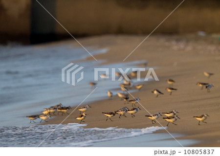 ミユビシギ１ 10805837